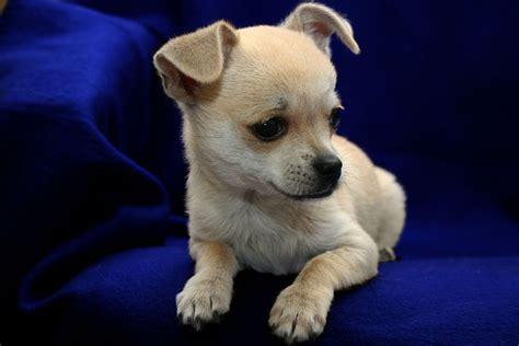 Perros Chihuahuas Bebés Imagui