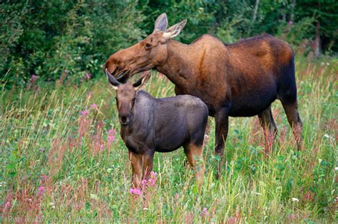 Moose Photos By Ron Niebrugge