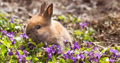 How To Keep Rabbits Out Of The Flower Garden Garden Likes