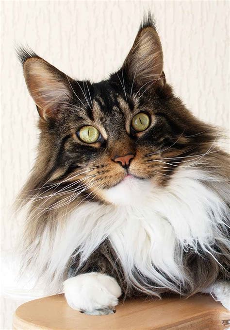 36 Hq Photos Maine Coon Cat Size Comparison What Species Of Animal