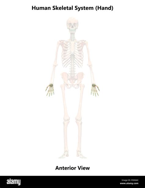 Esqueleto Humano Huesos Anatomía Del Sistema Vista Anterior Fotografía