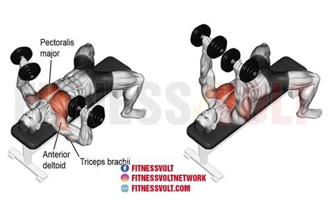 How To Do The Dumbbell Bench Press Fitness Volt