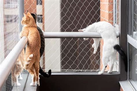 how to keep cats off balcony railing home contexts