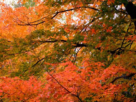 An Orange Wisconsin Autumn Photos Andrew M Crusoe