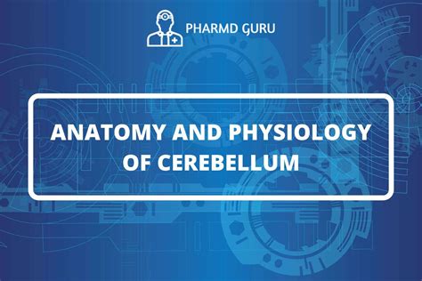 30 Anatomy And Physiology Of Cerebellum Pharmd Guru