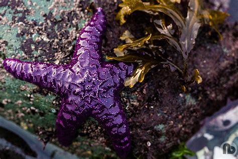 Purple Sea Star Comox Bc Flickr Photo Sharing