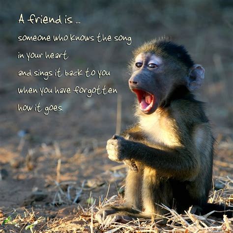 Monkey Quotes Shortquotescc