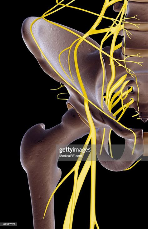 The Nerves Of The Hip High Res Vector Graphic Getty Images