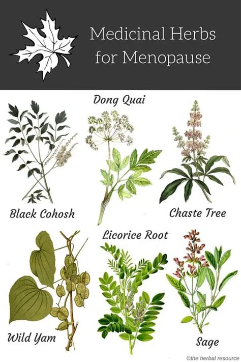 herbs for menopause relief and treatment