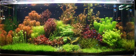 Gallon Freshwater Planted Dutch Tank Rainforest Concepts