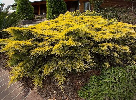 Sea Of Gold Juniper Conifers Garden Evergreen Shrubs Landscape Design