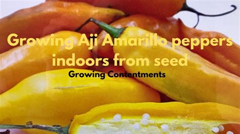 Growing Aji Amarillo Peppers Indoors From Seed Vlog 84 Youtube