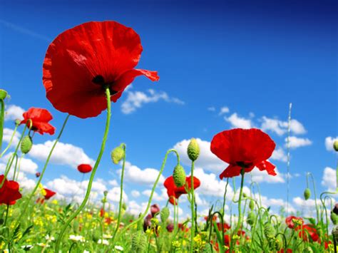 More than 3 million png and graphics resource at pngtree. Blue sky background with bright red poppies HD picture 01 ...