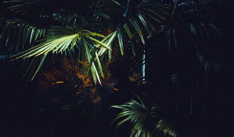 Free Images Backlit Dark Environment Exotic Leaf