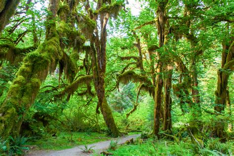 Hoh Rain Forest The Seven Wonders Of Washington State
