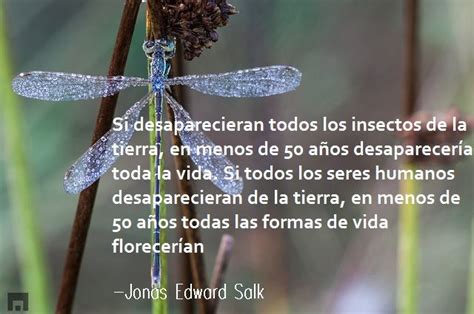 22 frases para reflexionar en el día del planeta tierra, que se celebra anualmente cada 22 de abril. Cuando se celebra el Día de la Tierra - imágenes y frases ...