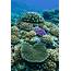 Tahiti Coral Reefs  French Polynesian