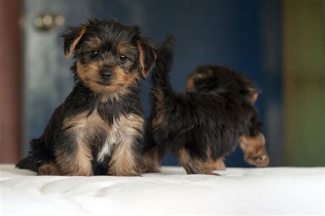 Pictures Of Yorkies Why I Love The Yorkshire Terrier