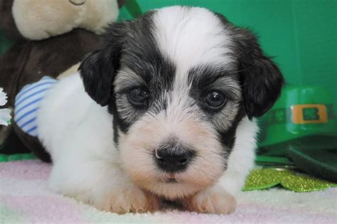 We only have a limited number of litters per year, if you are interested in one of our havanese puppies, get in contact with us. Havanese Puppies for Sale - FL | Royal Flush Havanese