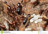 Photos of Termite Larvae Photos