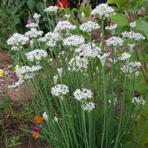 Garlic Chives Growing From Seed