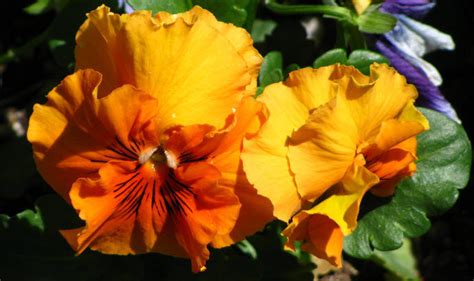 Plantfiles Pictures Pansy Delta Pure Deep Orange Viola X