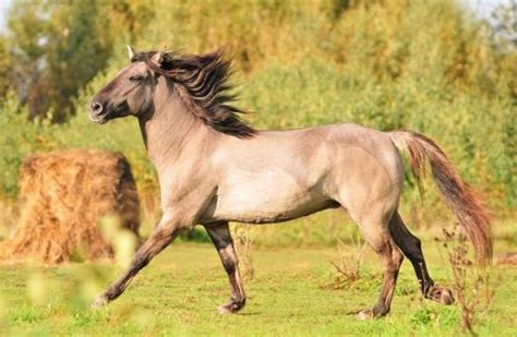 10 Native Russian Horse Breeds Facts History And Images