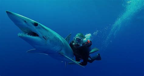 Guy Harvey Mako Shark Swim Theodore Roosevelt Conservation Partnership