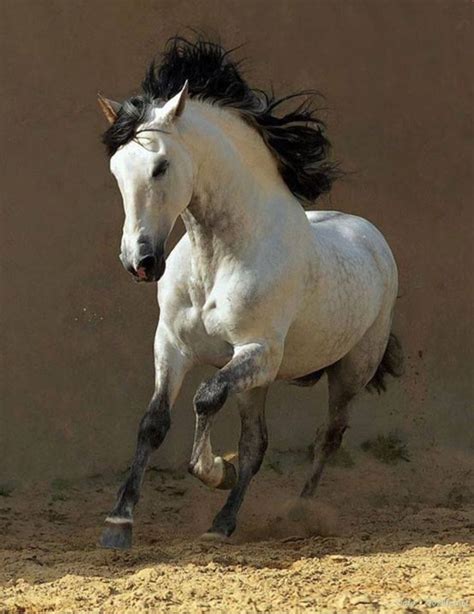 Magnificent Dapple Grey Horse With Black Mane And Tail—striking Color