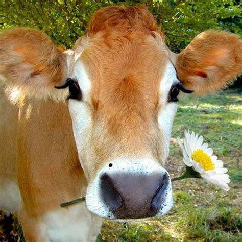 Pin By Poupy On Pour Poupy Cute Cows Animals Beautiful Cow Pictures