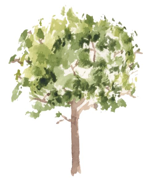 Hand Drawn Tree Watercolor Illustration Png