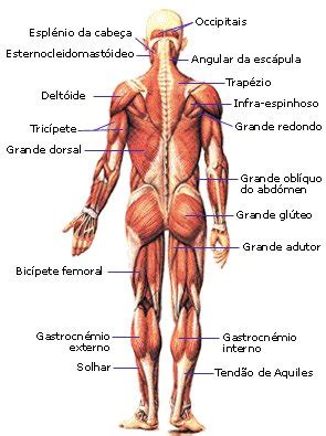 Sistema Muscular Toda Materia Musculos Do Corpo Humano Anatomia Do