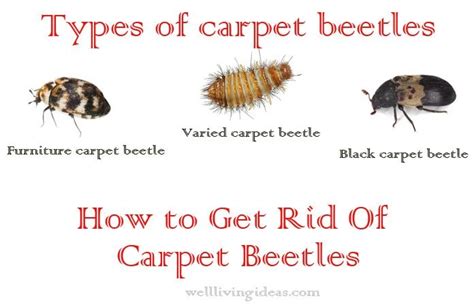 7 Photos Does Steam Cleaning Kill Carpet Beetle Larvae And View Alqu Blog