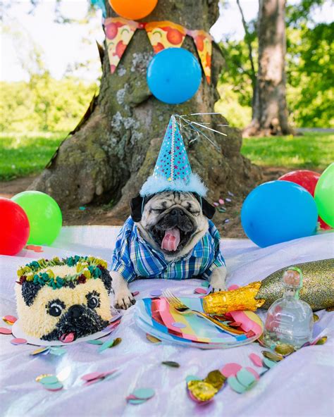 Cute Pug Birthday Party L2sanpiero