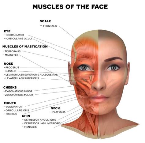13300 Human Face Anatomy Stock Illustrations Royalty Free Vector