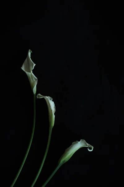 Black Calla Lilies Images Search Images On Everypixel