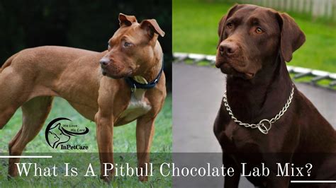 Pitbull Chocolate Lab Mix All You Need To Know Photos
