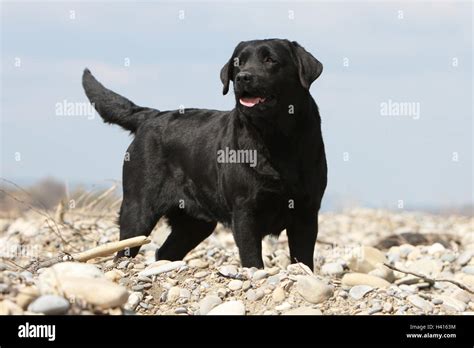 Dog Labrador Retriever Adult Black Standing Profile Stock Photo Alamy