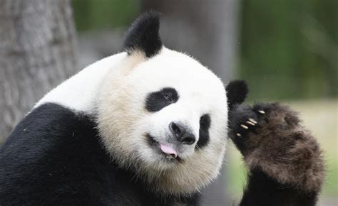 Why Pandas Roll In Horse Manure When Its Cold Realclearscience