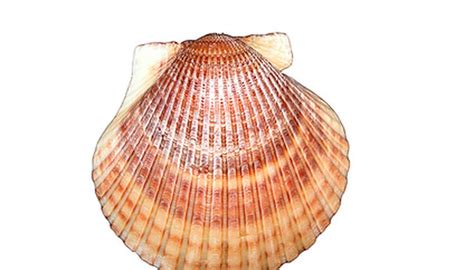 The Differences Between Clams And Scallops Sciencing