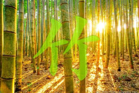 Discover The Incredible Strength Of The Chinese Bamboo Tree