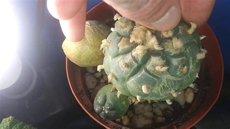 Introduction To Peyote Cacti How To Grow Youtube