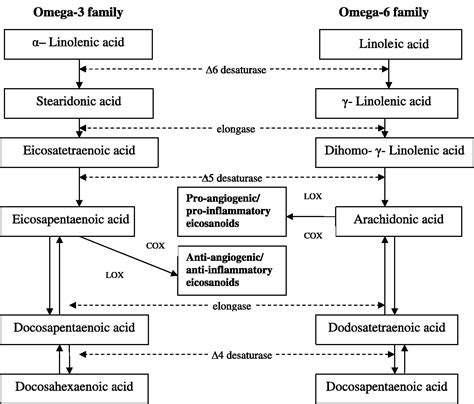 The Effect Of Omega 3 Fas On Tumour Angiogenesis And Their Therapeutic