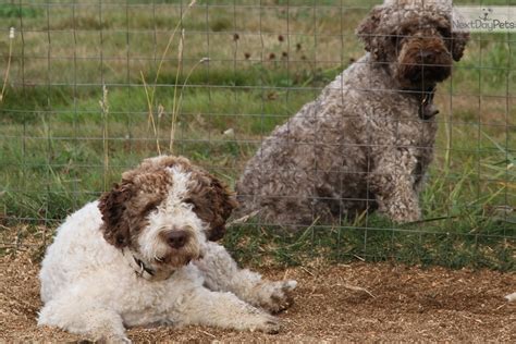 What good breeders do, what good owners ask (or should). Puppies for Sale from Dcklagotto - Ducketts Lagotto ...