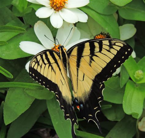 Eastern Swallowtail Birds And Blooms