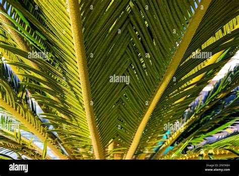 Lush Green Palm Leaves Stock Photo Alamy