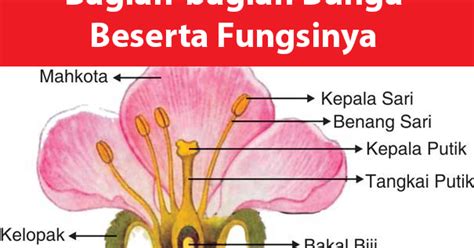 Dalam hal struktur botani, bunga adalah jenis cabang khusus yang memfasilitasi penyerbukan silang (kombinasi serbuk sari dan benang sari dari tanaman bunga yang berbeda) atau memungkinkan hibridisasi sendiri (kombinasi serbuk sari dan stigma dari bunga yang sama). 9 Bagian Penting Bunga dan Fungsinya | Freedomsiana