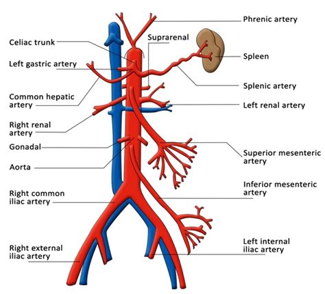 Splenic Artery Diagram
