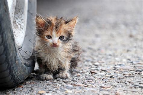 Extremely Rare Kitten Born With No Genitals Or Reproductive Organs Rescued