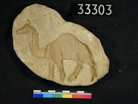 These animals have been used to cross these deserts for thousands of years due sharm camel ride age restrictions: Camels in Ancient Egypt